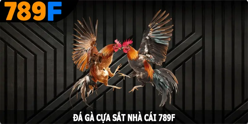 Đá Gà Cựa Sắt - Màn Thi Đấu Mãn Nhãn Với Chiến Kê Hàng Đầu