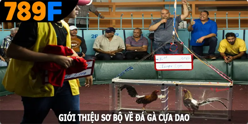 Giới thiệu sơ bộ về đá gà cựa dao Giới thiệu sơ bộ về đá gà cựa dao