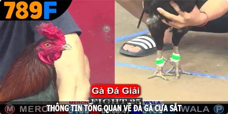 Luật đá gà cựa sắt chi tiết
