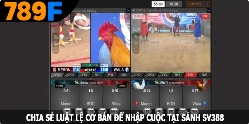 Chia sẻ luật lệ cơ bản để nhập cuộc tại sảnh SV388
