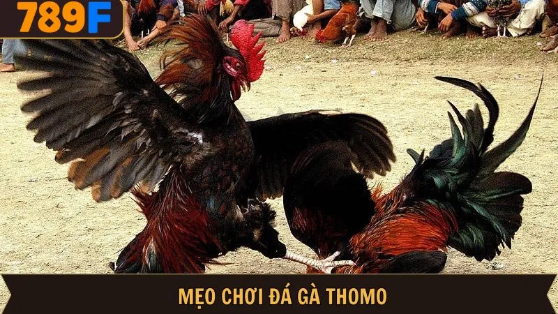 Mẹo Chơi Đá Gà Thomo - Bỏ Túi Trọn Bộ Bí Kíp Bất Bại