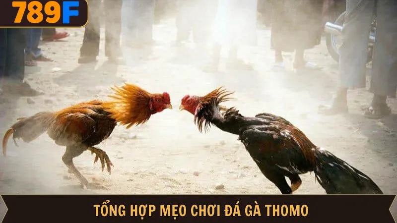 Bỏ túi mẹo chơi đá gà Thomo bất bại chuẩn cao thủ