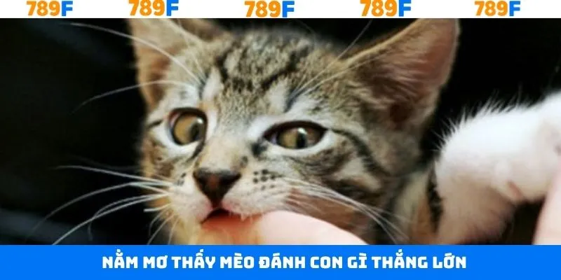 Những cặp số nên đánh khi nằm thấy mèo trong giấc mơ