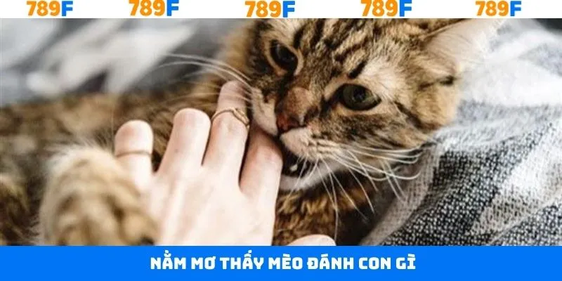 Nằm Mơ Thấy Mèo Đánh Con Gì Để Rinh Thưởng Khủng Tại 789F