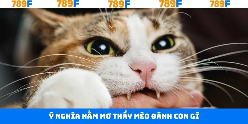 Khái quát chi tiết về giấc mộng gặp mèo